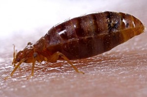 find a local bed bug exterminator
