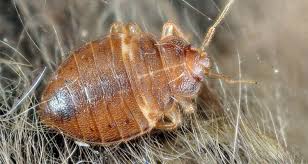 Here Is A New Natural Product to Kill Bed Bugs