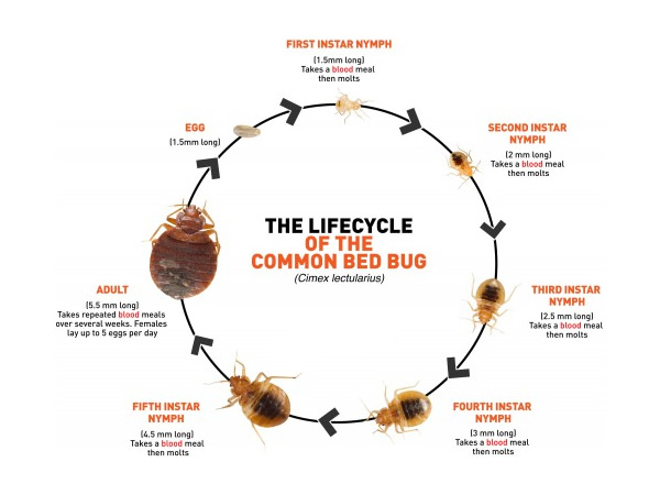 Most Effective Bed Bug Treatments