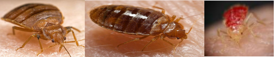 bed bug facts