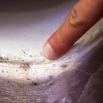 Bed Bugs Signs