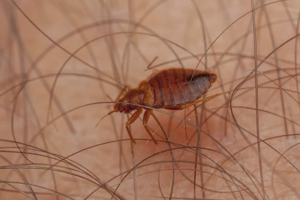 Can Bed Bugs Live In Your Hair - bed bug solutions